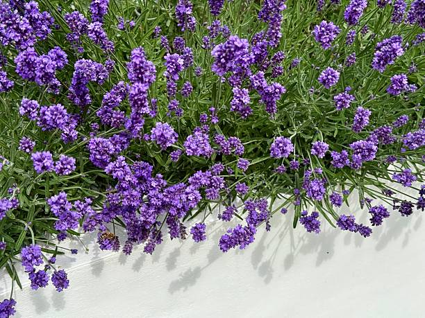 abstract background of lavender flowers blooming in morning light. Soft focus