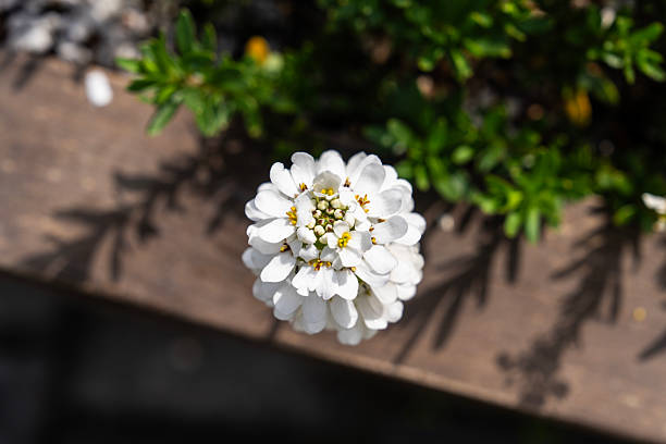 botany