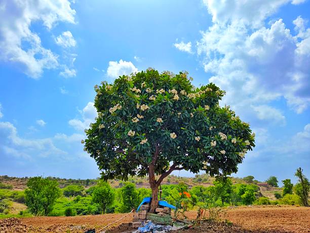 Plumeria tree, also known as Frangipani or Champa in India...