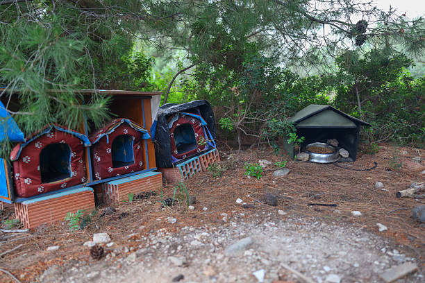 houses-feeders for animals. Three small constructions with bread for cats and birds among plants in the garden on a sunny summer day. High quality photo