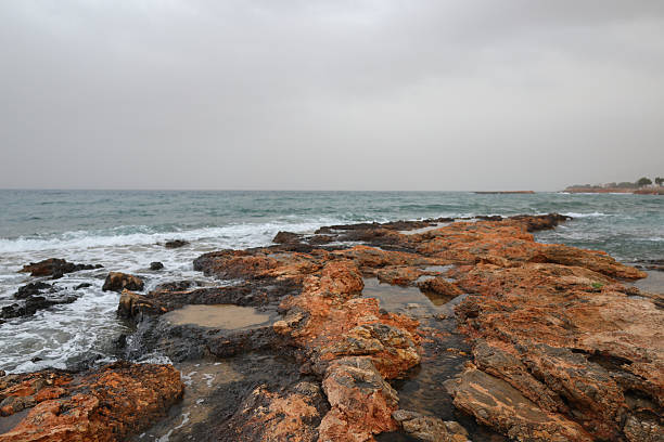 Waves crash against rocks in caribbean sea. sargasso seaweeds invade every surface. High quality photo