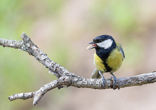 istock Great tit, Parus major. A bird sits on a beautiful branch with prey in its beak 2218918525