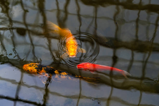 Japanese Koi fish swimming in the fish pond.