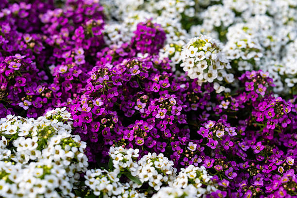 Beautiful Alyssum flowers inside an old concrete railing.