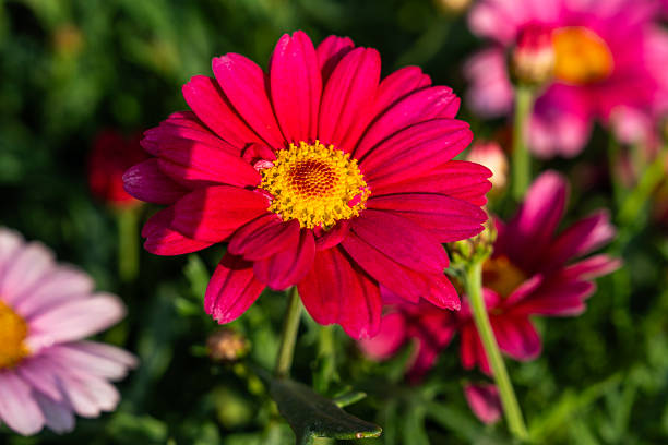 istock daisy flower in the garden 2218919123