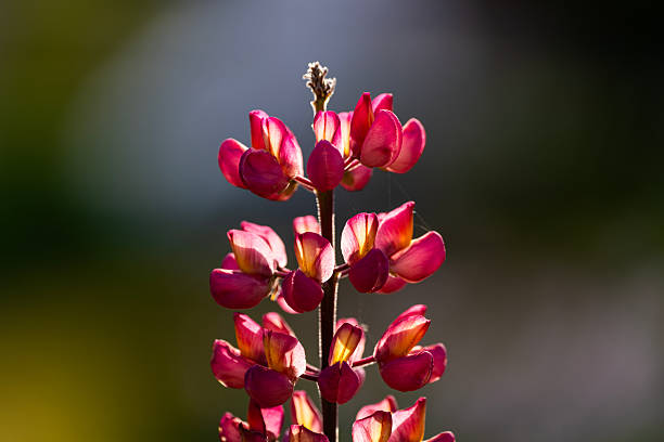 botany