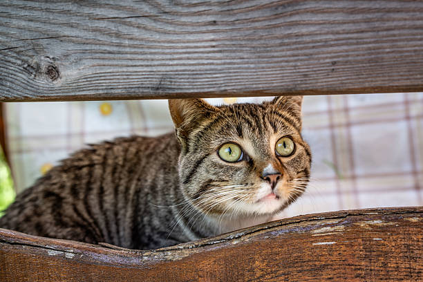 istock solitary cat on the bench 2218920127