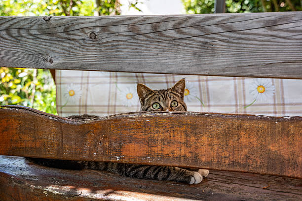 solitary cat on the bench