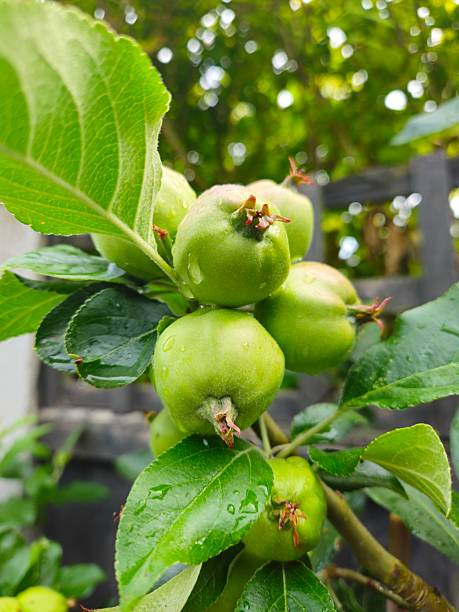istock Home grown fruits 2218920711