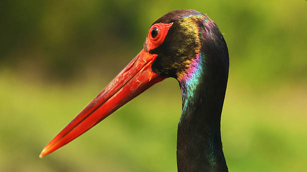 istock Black stork (Ciconia nigra) close up with iridescent feathers, Hungary 2218921895