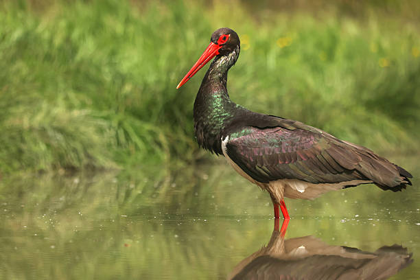 istock Black stork (Ciconia nigra) portrait, Hungary 2218921944