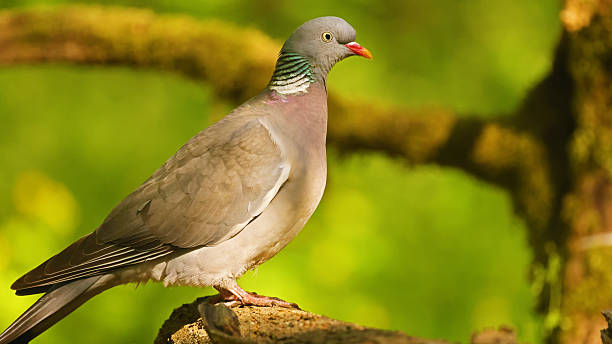 istock Common wood pigeon (Columba palumbus), Hungary 2218922034