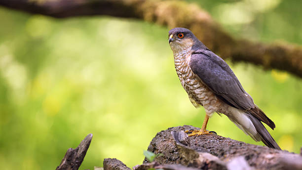 istock Eurasian sparrowhawk (Accipiter nisus) male, Hungary 2218922053