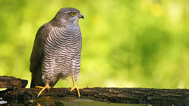 istock Eurasian sparrowhawk (Accipiter nisus) female, Hungary 2218922060