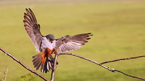 istock Red-footed falcon male (Falco vespertinus) landing 2218922110