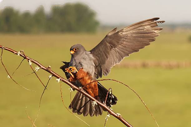 istock Red-footed falcon male (Falco vespertinus) landing 2218922117