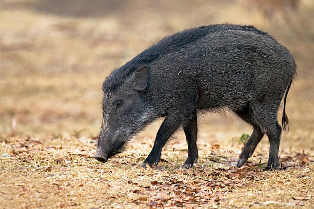 istock Wild Boar (Sus scrofa) in Mudumalai, South India 2218922152