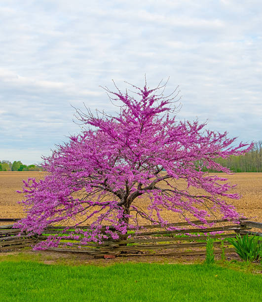 istock Redbud Tree with split rail fence and plowed field-Howard County, Indiana 2218927934