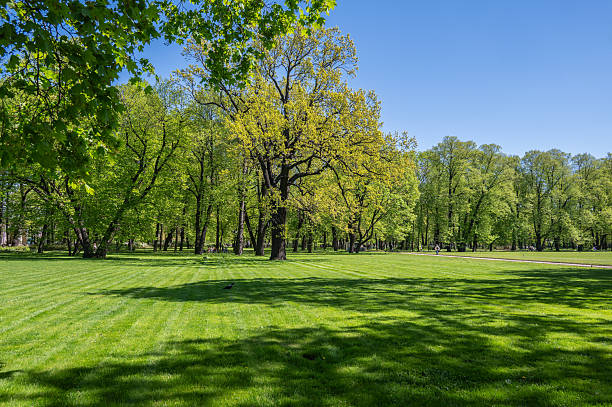 istock A clearing in the park with old trees and a walking path. 2218929057