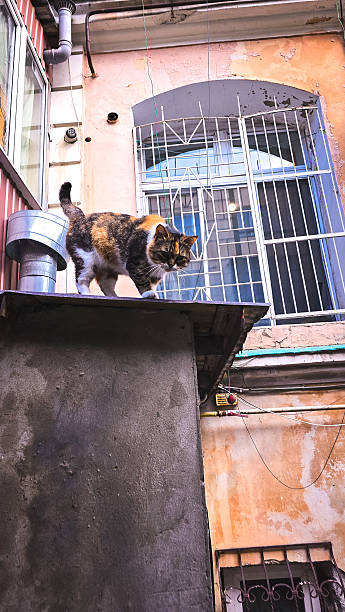 A calico cat (white, black, and ginger) standing on a low roof or building ledge. The cat is looking to the right. In the background, an old building with peeling pink plaster is visible, along with a large window with metal bars and a smaller window with wrought-iron bars below. Also noticeable are drainpipes, cables, and external equipment elements, creating the atmosphere of an old city courtyard.