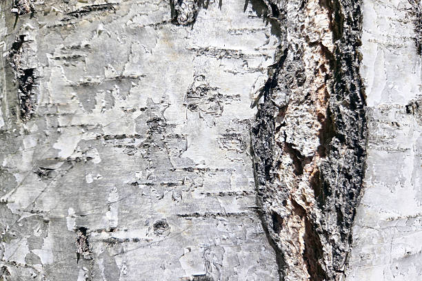 Close-up view of birch tree bark showcasing its unique patterns and textures. the image highlights the natural beauty and complexity of tree surfaces, perfect for nature-themed designs or educational purposes.