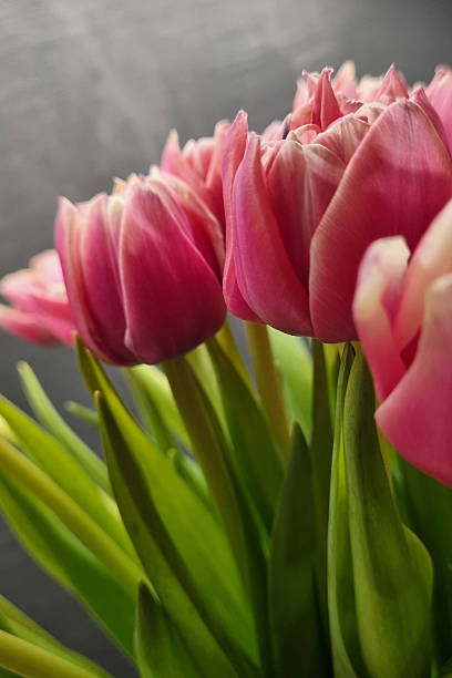 istock Vibrant Pink Tulips in Bloom - Ideal for Spring Posters and Floral Designs 2218929154