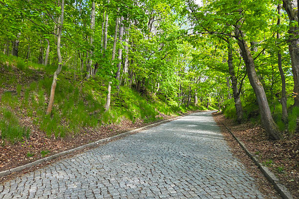 Serene cobblestone path meanders through a verdant forest, flanked by lush green trees. dappled sunlight filters through the leaves, creating a tranquil atmosphere ideal for nature walks and outdoor escapes.