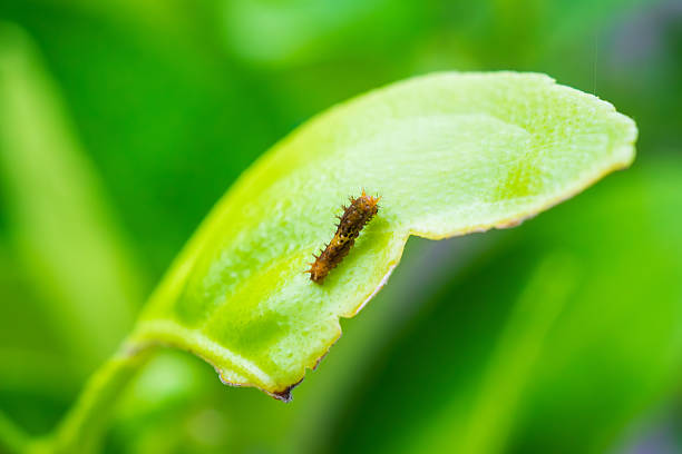 The cocoon of a butterfly