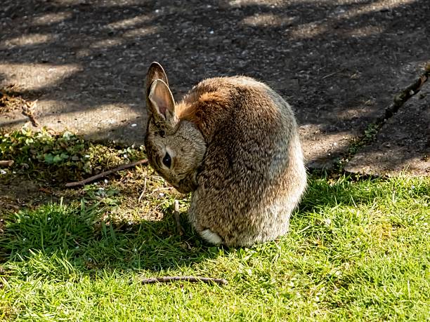istock European Rabbit Cleaning Itself. 2218930387