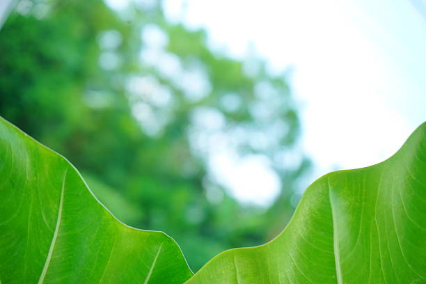 A close-up photograph of fresh green leaves, showcasing nature's intricate details in a bright, daylight setting. The vibrant foliage emphasizes growth, vitality, and the serene beauty of the natural world.