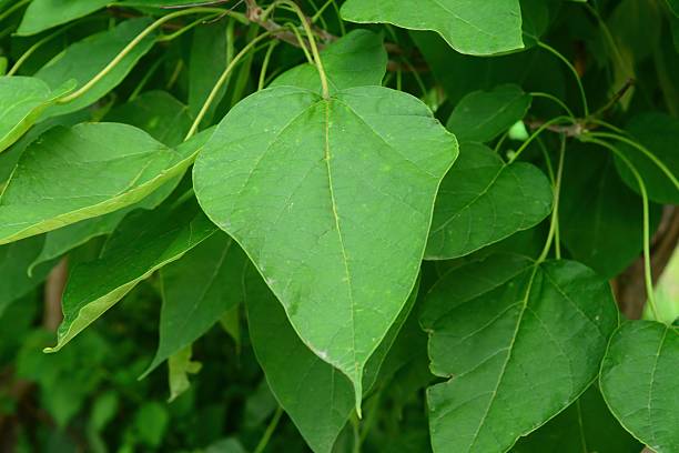 istock Paulownia coreana branch leaves and seeds 2218936085