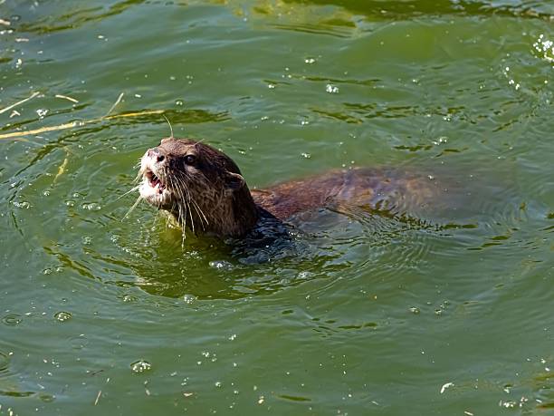 River otter rubs its face against its paw while lying in driftwood on shore, Ogden Point Breakwater, Victoria, British Columbia,