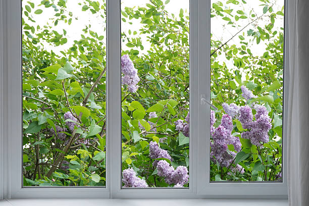 istock View through the window of blooming lilacs. 2218936866