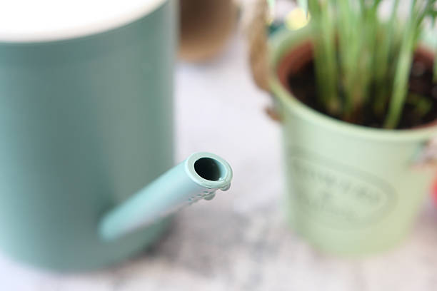 istock Green watering can and potted plant on a bright surface 2218937898