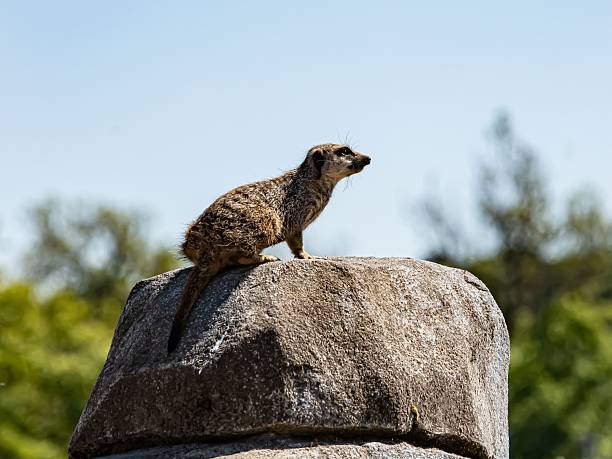 Meerkat Resting On Top Of A Boulder.