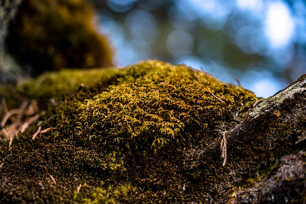 istock Closeup  view of forest moss at forest 2218941507
