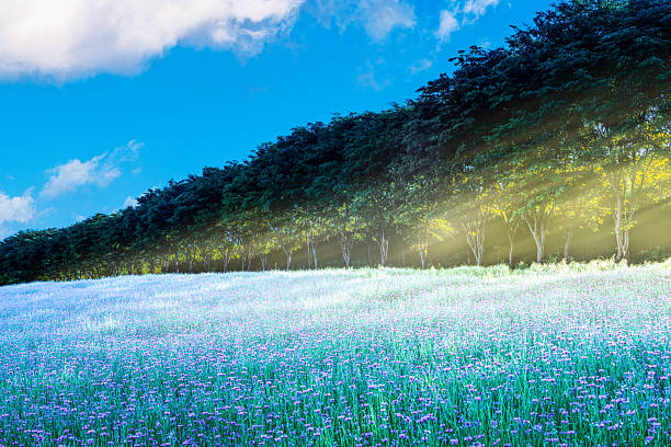 a beautiful scene of a Blue Cornflower in a field