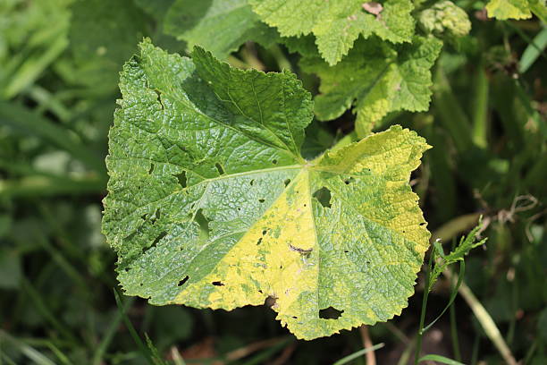 istock Variegated Hollyhock (Alcea rosea) leaf close-up in summer garden 2218942818