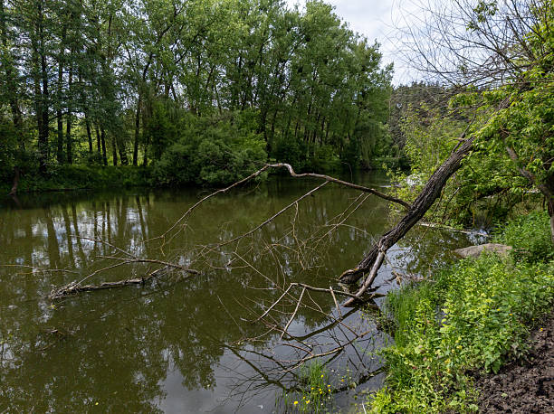istock A fallen tree in the middle of a river surrounded by trees 2218946237