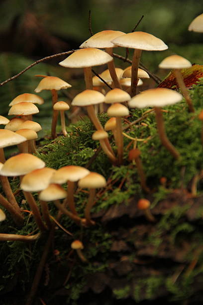 istock British Columbia Rainforest Fungi in Natural Light 2218946250