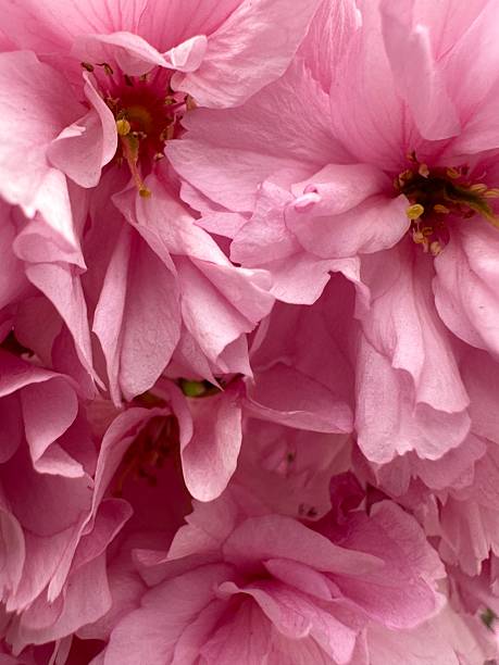istock Soft pink cherry blossoms close-up with delicate texture 2218946599