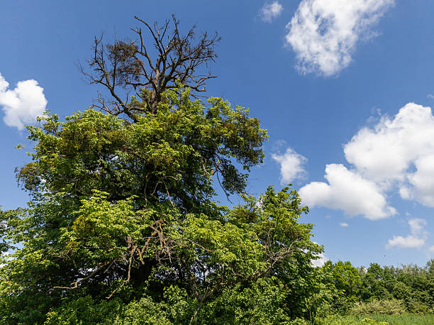 A large tree in the middle of a grassy field under a blue sky.