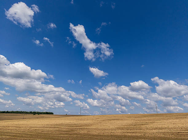 istock Yellow field with young sprouts under a blue sky with white clouds 2218946641