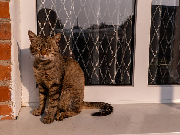 istock A cat sitting on a window sill next to a brick wall 2218946670