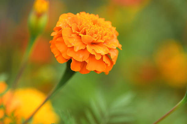 istock Flowers Marigolds. Side view. High resolution photo. Selective focus. 2218949683