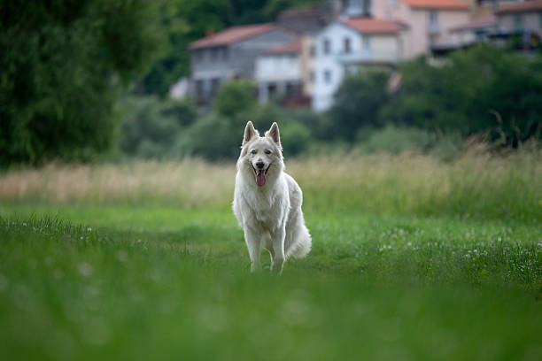 Portrait of a White Swiss Shepherd dog in nature