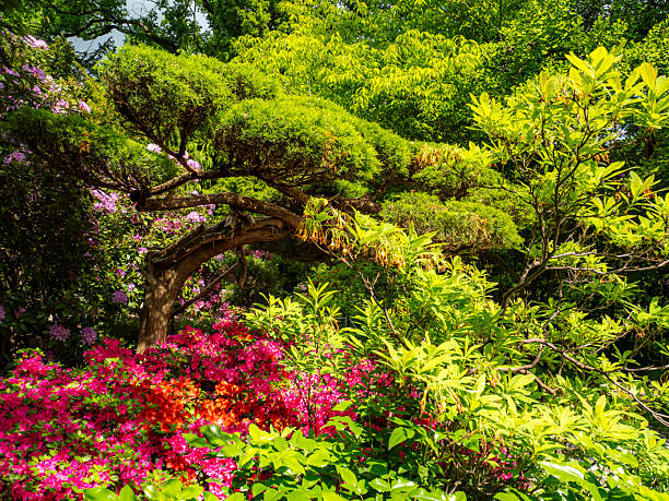 A picturesque Japanese garden featuring a beautifully pruned tree and colorful flowers, creating a tranquil and inspiring landscape under bright sunlight
