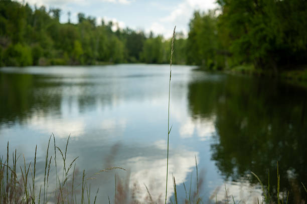 istock Forest lake in the Harz Mountains 2218950817