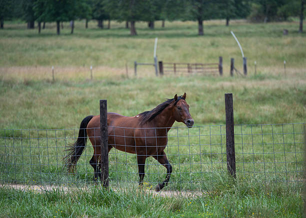 In a tranquil and beautiful grassy field, two horses are peacefully grazing, enjoying the lush greenery around them as they feed