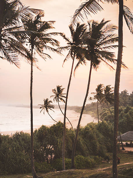 istock Aerial rising view fly over Turtle Beach on Sri Lanka southern coast with setting sun background. Golden sunset light. Swaying palm trees revealing romantic tropical shoreline with gentle waves 2218951232